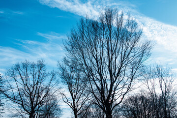Fototapeta na wymiar Tree branch silhouette over bright blue sky at fall afternoon
