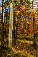 Autumn colorful landscape of mixed European forest thicket with common oak trees - latin Quercus robur - in Kampinos nature reserve near Izabelin in Mazovia region of central Poland