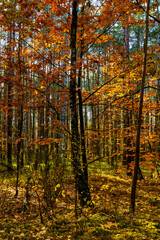 Autumn colorful landscape of mixed European forest thicket with common oak trees - latin Quercus...