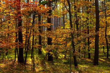 Autumn colorful landscape of mixed European forest thicket with common oak trees - latin Quercus...