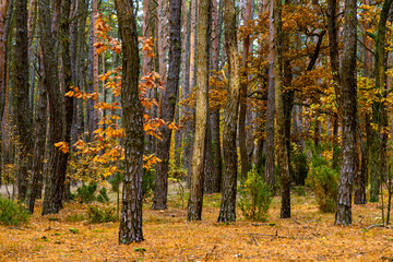 Autumn colorful landscape of mixed forest thicket with Scots pine trees - latin Pinus sylvestris - in Kampinos nature reserve near Izabelin in Mazovia region of central Poland - obrazy, fototapety, plakaty