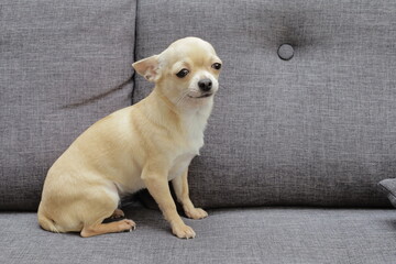 Closeup portrait of small funny beige mini chihuahua dog, puppy, grey background