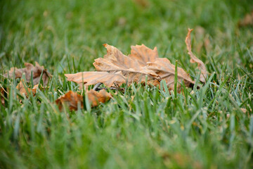 autumn leaf on grass
