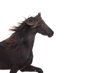 Portrait of a large Frisian adult horse on a white isolated background.