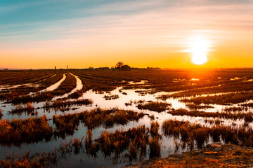 Atardecer en los arrozales de la Albufera de València
Sunset in the rice paddies of Albufera de València
