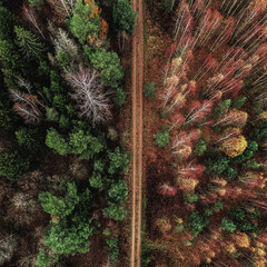 Aerial view of the road passing through a forest in late autumn