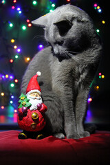 Russian blue cat looking at figure of Santa Claus on Christmas background. Funny Christmas and New Year concept.