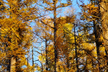 美しいカラマツの紅葉
