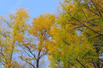 Fototapeta premium 美しいカラマツの紅葉 