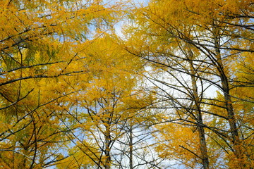 美しいカラマツの紅葉
