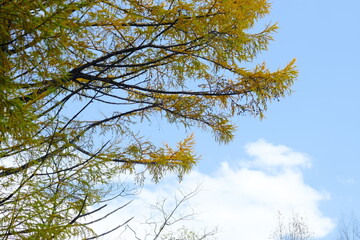 美しいカラマツの紅葉
