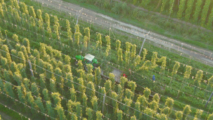 AERIAL: Beer brewers are hand picking hops while riding in the back of a tractor
