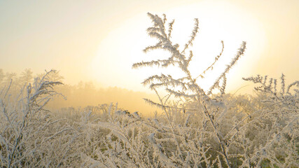 CLOSE UP: Shrubbery and grass freeze over and are illuminated by winter sunrise.
