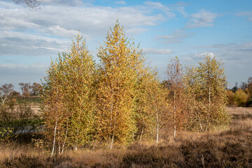 Birch trees in autumn forest with yellow leaves on the ground. Calm motley background with autumn birches, black and white trunks, yellow foliage, leafy ground