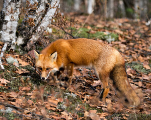 Red Fox photo stock. Fox image. Fox picture. Fox portrait. Red Fox in the forest foraging with birch tree forest background in its environment and habitat, displaying fox tail, fox fur.