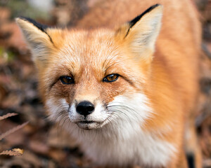 Fototapeta premium Red Fox photo stock. Red Fox head close-up with a blur background in its environment and habitat, displaying fox fur. Fox head shot. Fox image. Fox picture. Fox portrait.