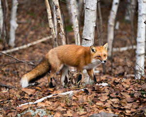 Red Fox photo stock. Fox image. Fox picture. Fox portrait. Red Fox in the forest foraging with...