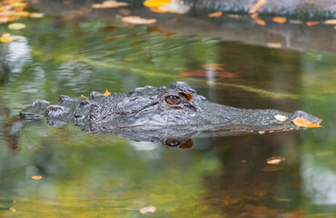 Closeup of an Alligator in the swamp