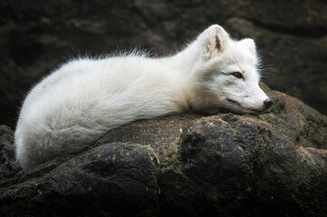 Closeup of an Arctic Fox (Vulpes lagopus), animal present in the north hemisphere, close to polar regions