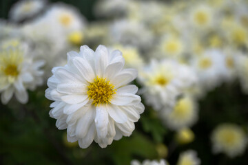 朝露に濡れた白い菊の花／Chrysanthemum