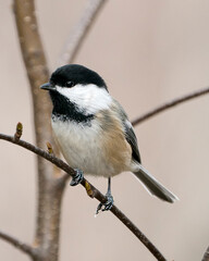 Fototapeta premium Chickadee photo stock. Chickadee close-up profile view perched on a branch with blur background in its environment and habitat displaying fluffy feather plumage. Image. Picture. Portrait.