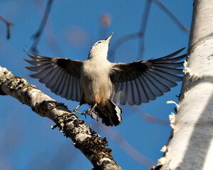 White-Breasted Nuthatch bird photo stock. White-Breasted Nuthatch bird close-up profile view with spread wings and looking towards the blue sky background in its environment and habitat.