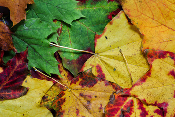 Background from autumn multi colored leaves