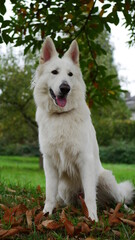 Weißer Schäferhund (Berger Blanc Suisse) steht im Herbst stolz und gehorsam auf der Wiese mit Blättern auf dem Boden