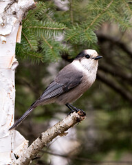 Gray Jay bird photo stock. Gray Jay bird close-up profile view perched on a spruce tree branch with  blur background in its environment and habitat displaying feather plumage wings. Image. Picture. 