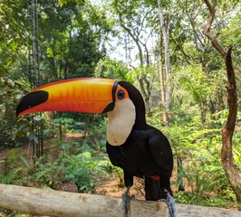 Obraz premium toucan in the park