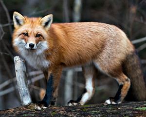 Red Fox photo stock. Red fox close-up profile view standing on a big moss log with a forest background in its environment and habitat displaying fox tail. Fox image. Fox picture. Fox portrait.