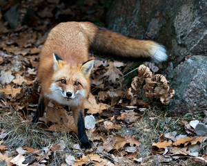 Red Fox photo stock. Red fox close-up profile view with blur background, moss and autumn brown leaves in its environment and habitat displaying fox tail, fox fur and looking at camera. Fox image.  