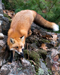 Red Fox photo stock. Fox image. Fox picture. Fox portrait. Close-up profile view standing on a big moss rock with a pine tree background in its environment and habitat displaying fox tail, bushy tail,