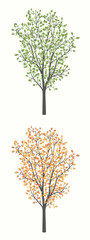 Drawing of a tree with leaves in two versions summer and autumn