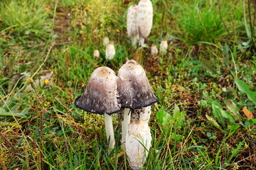 Coprinus comatus, the shaggy ink cap, lawyer's wig, or shaggy mane, is a common fungus often seen growing on lawns and waste areas.