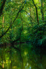Fototapeta na wymiar Mangrove forrest of Tortuego national park at Costa Rica