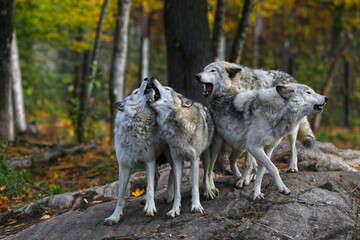 Eastern timber wolves howling on a rock.