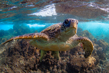 Hawaiian Green sea Turtle cruising in the warm waters of Maui