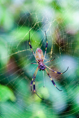 Cahuita national park