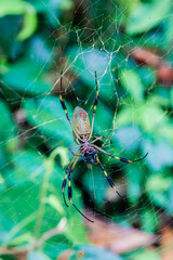 The beautiful flora and fauna of Cahuita national park, Costa Rica