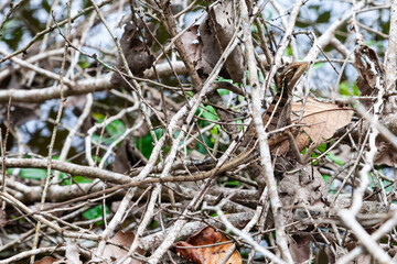 The beautiful flora and fauna of Cahuita national park, Costa Rica