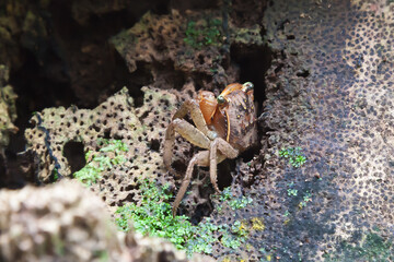 The beautiful flora and fauna of Cahuita national park, Costa Rica