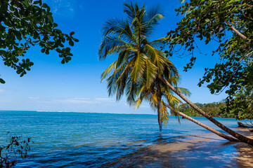 The beautiful flora and fauna of Cahuita national park, Costa Rica