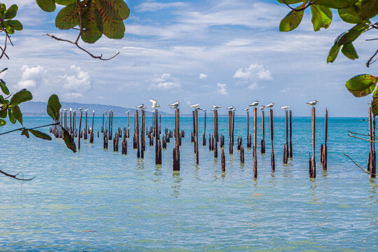 The beautiful flora and fauna of Cahuita national park, Costa Rica