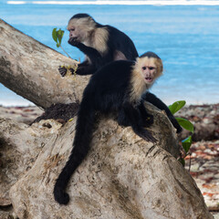 The beautiful flora and fauna of Cahuita national park, Costa Rica