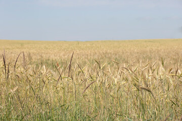 
a huge field on which grows yellow rye
