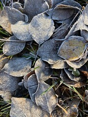 close up of leaves on the ground