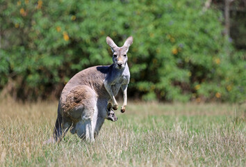 Naklejka na ściany i meble Kangaroo mother with a baby - Victoria, Australia