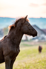 Healthy beautiful chestnut welsh horse pony in autumn season outside on pasture.