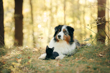 Naklejka na ściany i meble dogs and a black cat. Australian Shepherd in nature. autumn mood